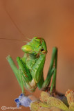 European Dwarf Mantis - Ameles spallanzania