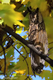 Gufo comune-Long-eared Owl  (Asio otus)