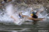 Germano reale-Mallard (Anas platyrhynchos)