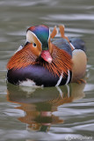 Anatra mandarina-Mandarin Duck (Aix galericulata)