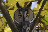 Gufo comune-Long-eared Owl (Asio otus)