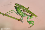 European Dwarf Mantis - Ameles spallanzania - Mating