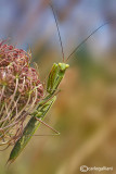 Mantis religiosa 