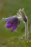 Pulsatilla montana