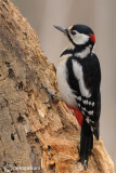 Picchio rosso maggiore-Great Spotted Woodpecker (Dendrocopos major)) 