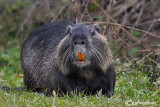 Nutria -Coypu (Myocastor coypus)