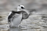 Pesciaiola - Smew (Mergellus albellus)