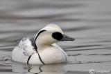 Pesciaiola - Smew (Mergellus albellus)