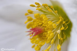 Helleborus niger