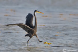 Garzetta schistacea- Western Reef Heron (Egretta gularis)