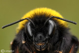 Bombus sp.