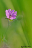 Erodium cicutarium