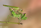 European Dwarf Mantis - Ameles spallanzania - Mating