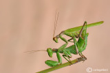 European Dwarf Mantis - Ameles spallanzania - Mating