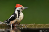 Picchio rosso mezzano - Middle Spotted Woodpecker (Dendrocopos medius)