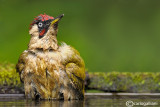 Picchio verde-Green Woodpecker (Picus viridis)