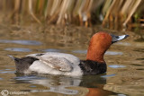 Moriglione-Common Pochard (Aythya ferina)