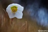 Helleborus niger