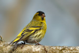 Lucherino- Eurasian Siskin (Carduelis spinus)