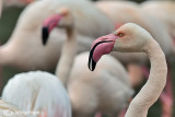 Fenicottero- Greater Flamingo (Phoenicopterus roseus)