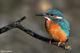 Martin pescatore - Kingfisher -  (Alcedo atthis)