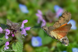 Macroglossum stellatarum