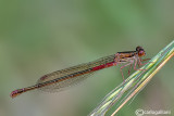 Ceriagrion tenellum female