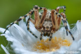 Aculepeira sp.