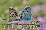 Plebejus idas