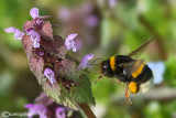 Bombus terrestris