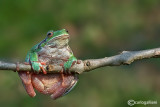 Raganella italiana-Italian Tree Frog   (Hy!a intermedia)