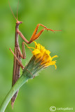 Mantis religiosa 