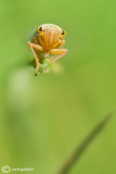 Cicadella viridis