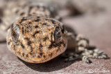 Geco verrucoso-Turkish Gecko (Hemidactylus turcicus )