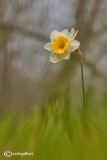 Narcisus pseudonarcisus 