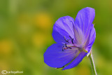 Geranium sp.