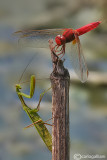 Crocothemis erytrea