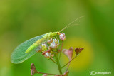 Chrysopa sp.