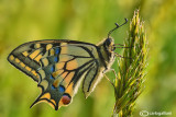 Papilio machaon