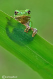 Raganella italiana-Italian Tree Frog   (Hy!a intermedia)