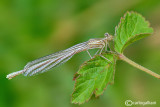 Platycpennis pennipes