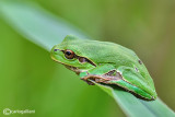 Raganella italiana-Italian Tree Frog   (Hy!a intermedia)