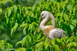 Spatola-Eurasian Spoonbill (Platalea leucorodia)