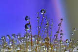 Abstract drops