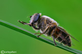 Eristalis sp.