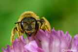 Halictus sp.