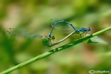 Coenagrion puella mating