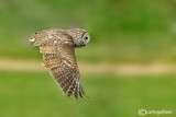 Allocco-Tawny Owl (Strix aluco)