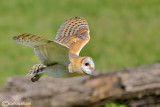 Barbagianni - Barn Owl (Tyto alba)