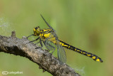 Gomphus vulgatissimus female